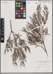Foto von Salix eleagnos Scop.